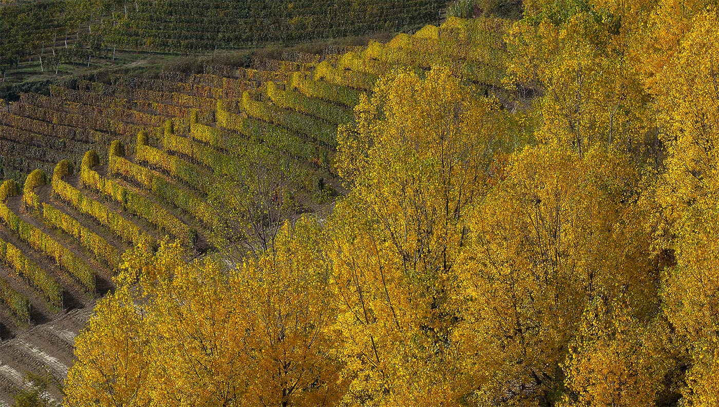 Vigneti Roero